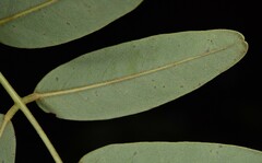 Derris scandens