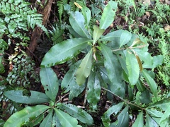 Ardisia sieboldii