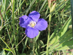 Gentianopsis thermalis