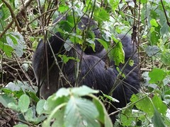Gorilla beringei beringei
