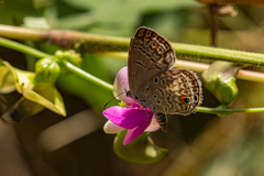 Euchrysops malathana