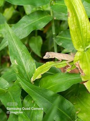 Anolis aeneus