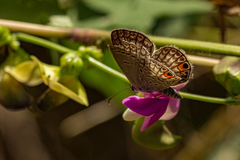 Euchrysops malathana