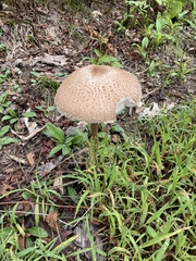 Macrolepiota procera