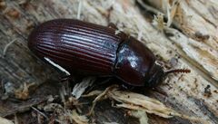 Uloma culinaris