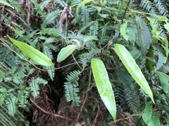 Dioscorea cirrhosa