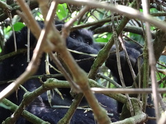 Gorilla beringei beringei