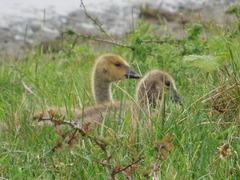 Branta canadensis