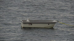 Larus glaucescens × occidentalis