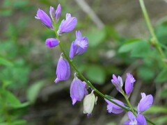 Polygala nicaeensis