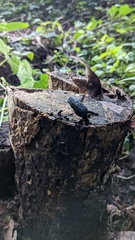 マメザヤタケ