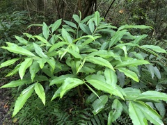 Ardisia virens