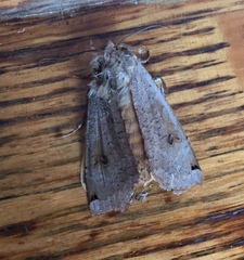 Abagrotis alternata