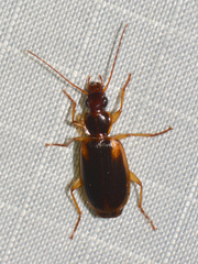 Cymindis limbata