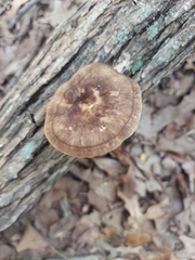 Polyporus tuberaster