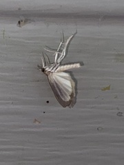 Agriphila vulgivagellus