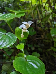 Dioscorea bulbifera