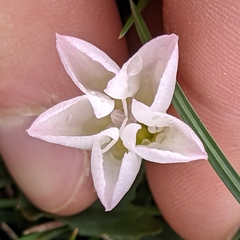 Convolvulus