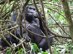 Gorilla beringei beringei