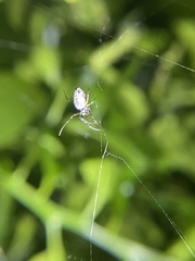 Trichonephila edulis