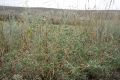 Petrosimonia brachiata