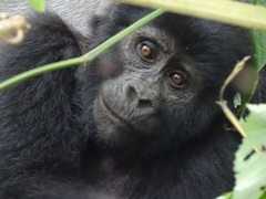 Gorilla beringei beringei