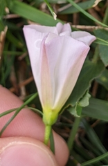 Convolvulus