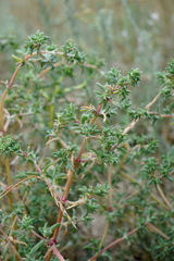 Petrosimonia brachiata