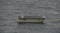 Larus glaucescens × occidentalis