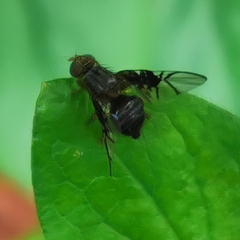 Anomoia purmunda