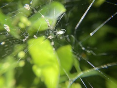 Trichonephila edulis
