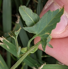 Convolvulus