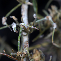 Aceria paracalifornica