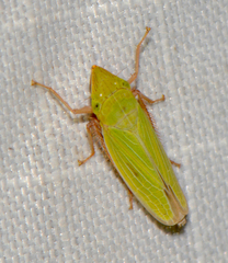 Draeculacephala robinsoni