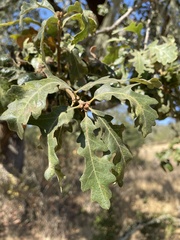 Quercus lobata