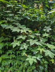 Rubus alceifolius