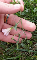 Convolvulus