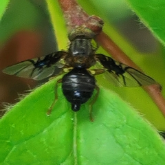 Anomoia purmunda