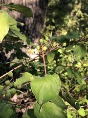 Cornus drummondii