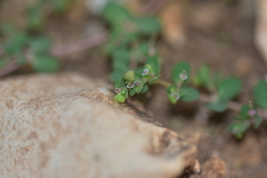 Euphorbia humifusa