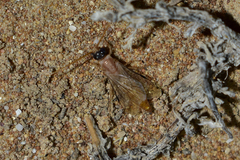 Aculeata