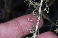 Aceria paracalifornica