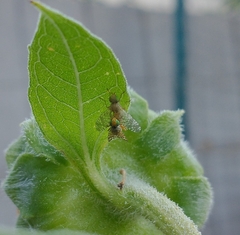 Neotephritis finalis