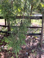 Juniperus virginiana