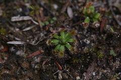 Drosera pulchella