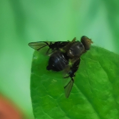 Anomoia purmunda