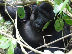 Gorilla beringei beringei