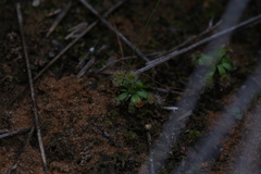 Drosera pulchella