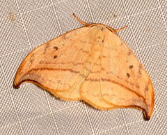 Drepana arcuata