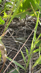 Anabrus simplex